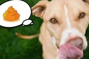 How to Stop Dogs from Eating Dog Poop