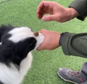 How to Teach a Dog to Flip a Treat on His Nose