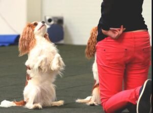 How to Teach Your Dog to Dance