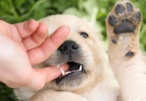 How to Stop Puppy Biting