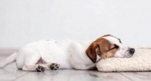 How to Recognize Distemper Symptoms in Dogs
