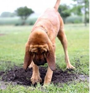 How to Teach a Dog to Dig