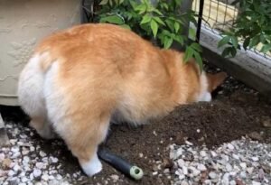 How to Teach a Dog to Dig