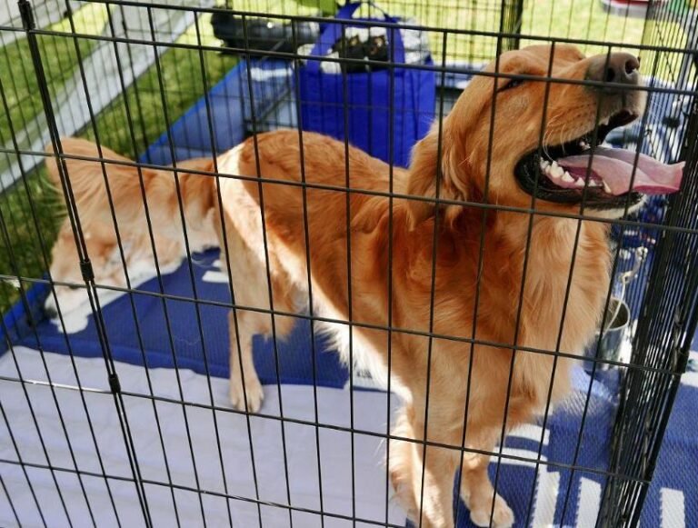 How to Crate Train Your petDog or Puppy