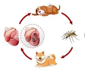 How to Prevent Heartworm in Dogs