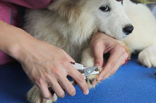 How to Cut a Dog's Black Nails