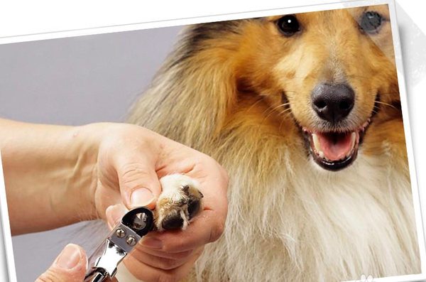 How to Cut a Dog's Black Nails