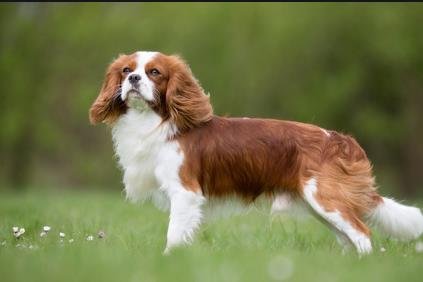 Which small dog breed is the best to raise