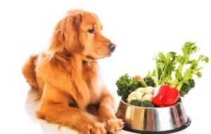 The Facts About Dog Nutrition