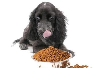 How Often Should You Feed Your Dog?