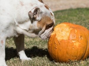 Can You Give Your Dog Pumpkin?