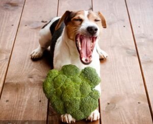 Are Veggies Good for Your Dog?