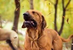 What Is Reverse Sneezing in Dogs?