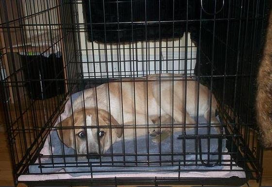 How to Crate Train an Older Dog