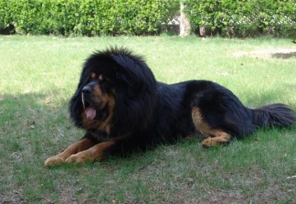 What is the maximum weight that Tibetan Mastiffs can grow to? How to feed them to make them stronger