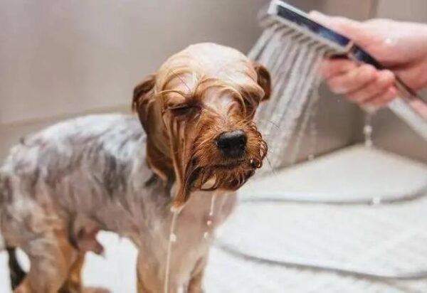 How to avoid heatstroke in pet dogs