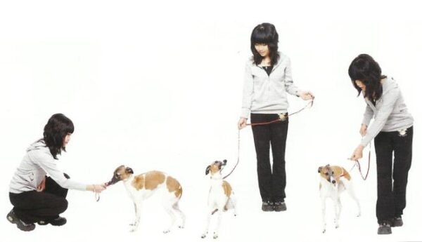 Dog leash training is important