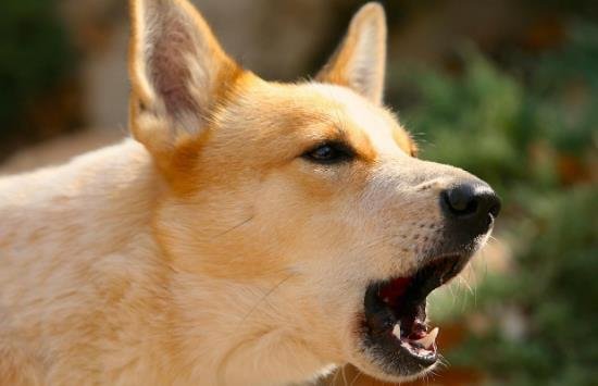 The dog barked fiercely at strangers