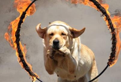 Training a dog to drill into a circle