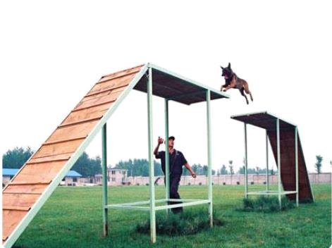 Specific training methods for dogs to jump