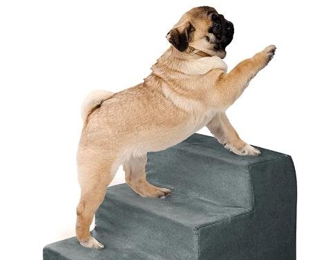 Train Your Dog to Climb Stairs in 4 Simple Steps