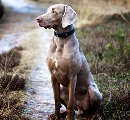 How to Train a Weimaraner