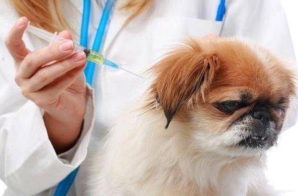 Understanding Dog Vaccinations: What You Need to Know