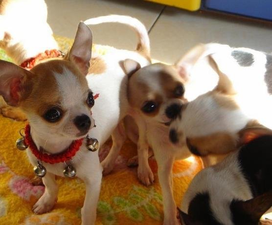 Common health problems in Chihuahuas