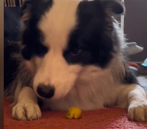 Can Pet Dogs Eat Kumquats?Precautions for eating kumquat