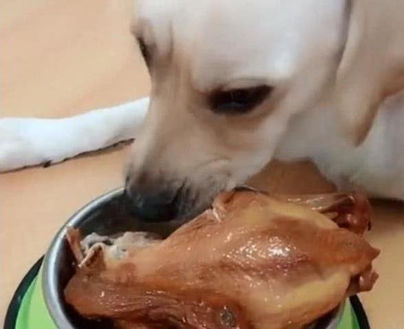 Can Pet Dogs Eat Teriyaki Chicken?