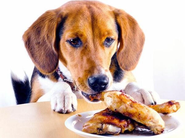 Can Pet Dogs Eat Teriyaki Chicken?