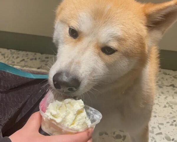 Can Pet Dogs Eat Sour Cream?