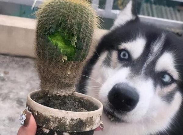 Can Pet Dogs Eat Nopales?