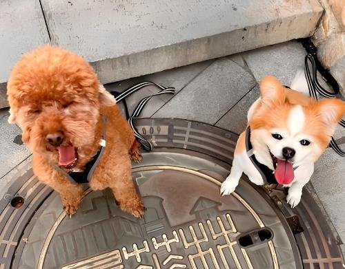 Dog Park Etiquette: How to Avoid Conflicts & Build Friendships