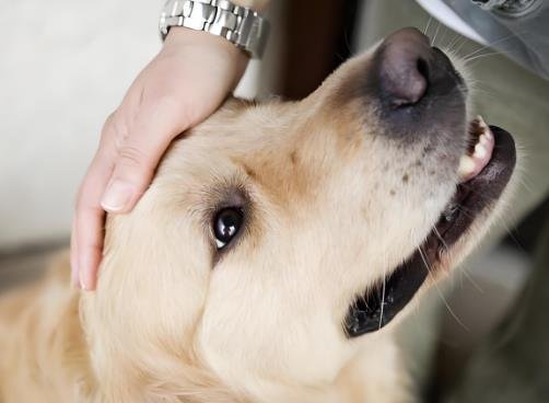 Do dogs like to be pet on the head