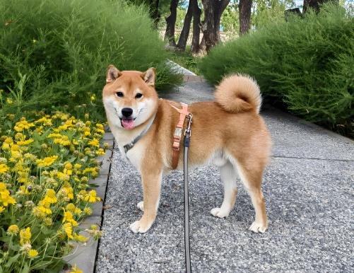 How much exercise does my dog need daily?