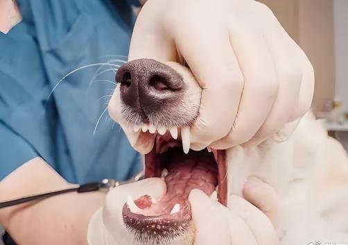How Many Teeth Do Dogs Have, and Can They Lose Them?