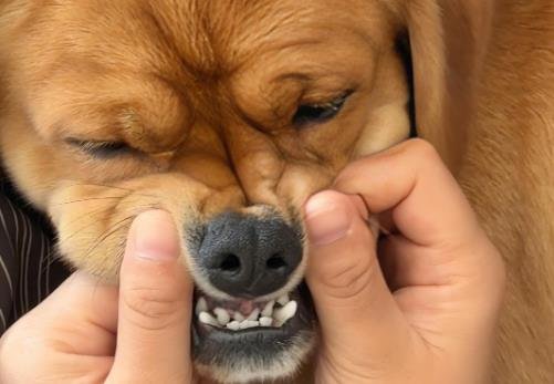 How Many Teeth Do Dogs Have, and Can They Lose Them?