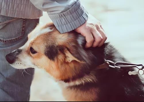 Will My Dog Protect Me If I Am Attacked?