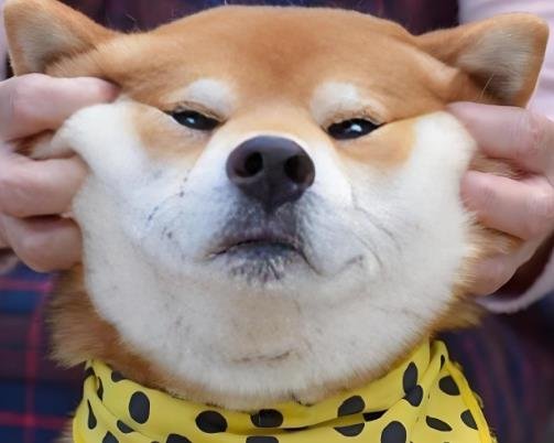 What to do if my dog ​​Doesn’t want to go outside