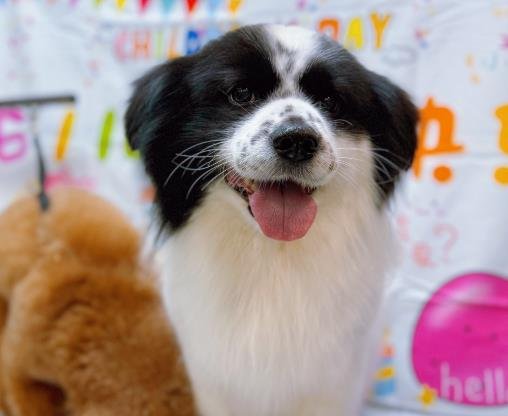 How to Establish a Feeding Schedule for Adult Dogs: By Breed Size