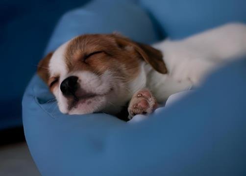 The Science of Dog Sleep Cycles: Creating a Restful Environment