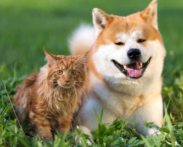 Introducing a New Dog to Cats: 7-Day Peaceful Coexistence Plan