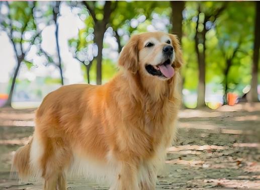Service Dog Breeds: Traits That Make Labs and Goldens Ideal