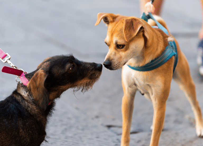 Adult Dog Socialization: 11 Vet-Backed Steps to Transform Shyness into Confidence