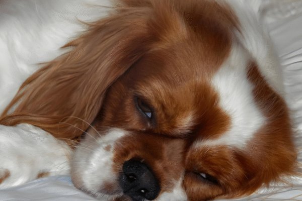 Cavalier King Charles Spaniel Hypoallergenic? Vet-Reviewed Facts, Shedding Level & Allergy Tips (2025)