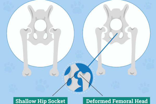 Golden Retrievers & Hip Dysplasia: Vet-Approved Guide to Genetic Risks, Prevention & Lifelong Care