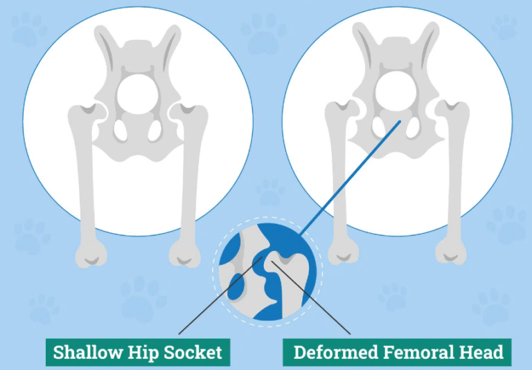 Golden Retrievers & Hip Dysplasia: Vet-Approved Guide to Genetic Risks, Prevention & Lifelong Care