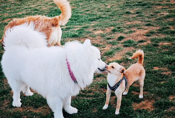 Top 8 Off-Leash Dog Parks in Cape Coral, FL (Local-Approved with Bone Pool & Play Zones)