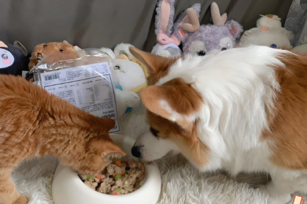 7 Foolproof Tricks to Stop Your Dog Raiding the Cat’s Bowl (Vet-Approved!)
